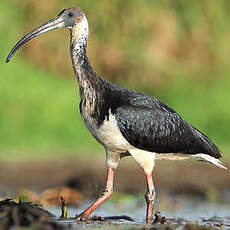 Ibis d'Australie