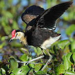 Jacana à crête