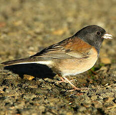 Junco ardoisé