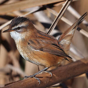 Lusciniole à moustaches