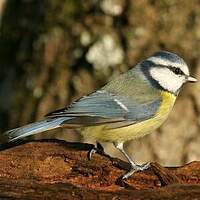 Mésange bleue