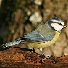 Mésange bleue