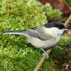 Mésange boréale