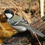 Mésange charbonnière