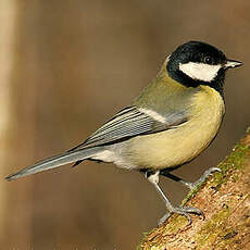 Mésange charbonnière