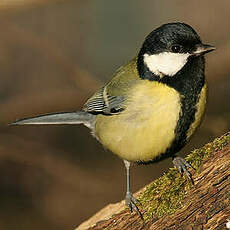 Mésange charbonnière