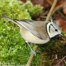 Mésange huppée