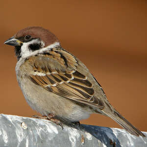 Moineau friquet