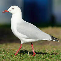 Mouette argentée