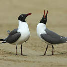 Mouette atricille