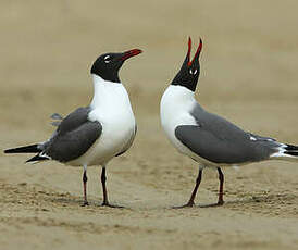 Mouette atricille