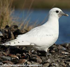 Mouette blanche