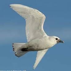 Mouette blanche