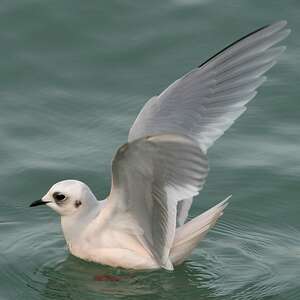 Mouette de Ross