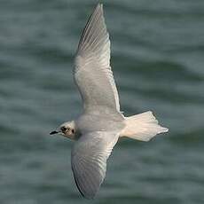 Mouette de Ross