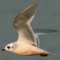 Mouette de Ross