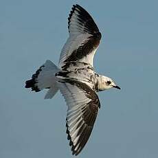 Mouette de Ross