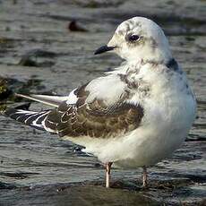 Mouette de Ross