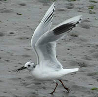 Mouette de Saunders