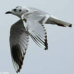 Mouette de Saunders