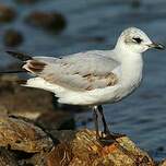 Mouette mélanocéphale