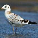 Mouette rieuse