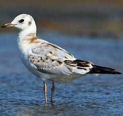 Mouette rieuse