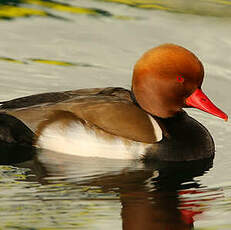 Nette rousse