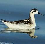 Phalarope à bec étroit