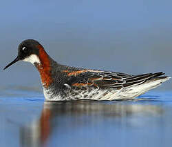 Phalarope à bec étroit