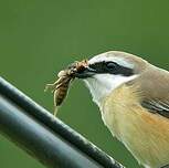 Pie-grièche brune