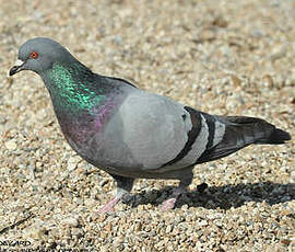 Pigeon biset