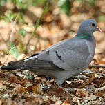 Pigeon colombin