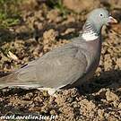 Pigeon ramier