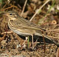 Pipit à dos olive