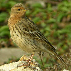 Pipit à gorge rousse