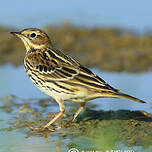 Pipit à gorge rousse