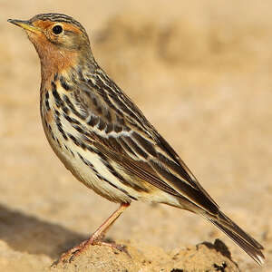 Pipit à gorge rousse