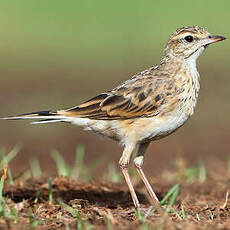 Pipit d'Australie