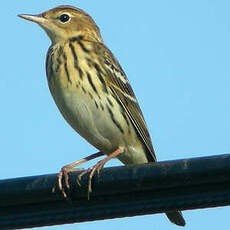 Pipit de la Petchora