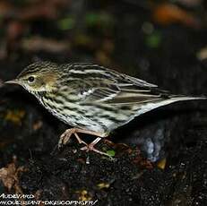 Pipit de la Petchora