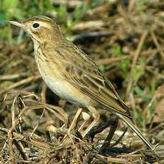 Pipit de Richard