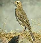 Pipit de Richard