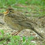 Pipit de Richard