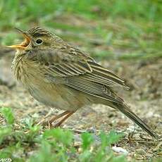 Pipit de Richard