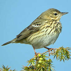 Pipit des arbres