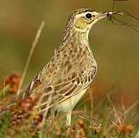 Pipit rousseline