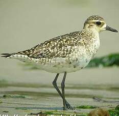 Pluvier fauve
