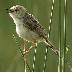 Prinia gracile