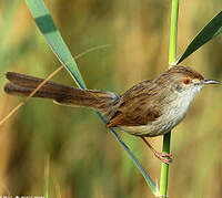 Prinia gracile